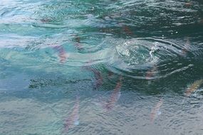 small fish in a pond in New Zealand