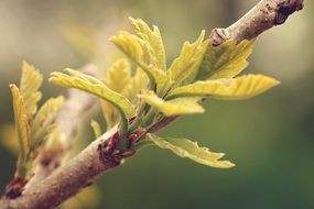 incredible beauty Tree Bloom