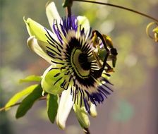 summer Passion Flower