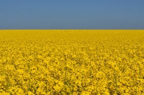 field of yellow rapeseeds in summer