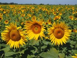 landscape of colorful field of sunflowers on a clear sunny day