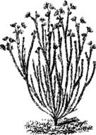 black and white graphic image of a wild shrub