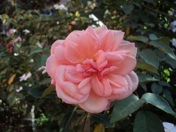 pale pink lush rose on a bush close-up