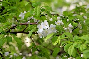 white flowers on green spring apple trees close-up