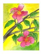 drawing of hibiscus flowers