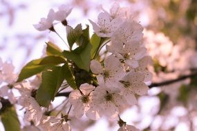 cherry branches in white flowers on a blurred background