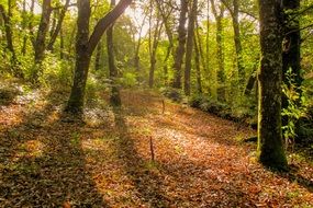 forest in sunlight in Galicia