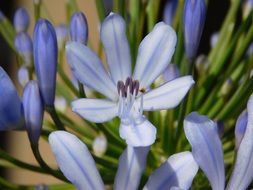 incredibly handsome Indigo Flower