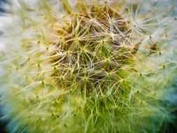 macro picture of dandelion seed head