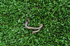 Worm on a lawn
