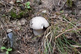 Picture of the white Mushroom in a forest