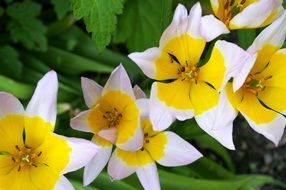bicolor tulips awakening