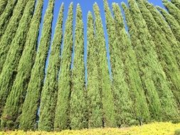 Green cypress plants