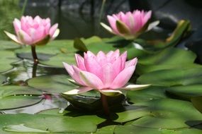pink water lily pond aquatic plant