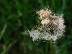 remains of dandelion seeds close-up