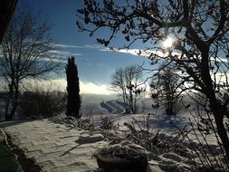 winter forest in bright sunlight