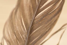 part of brown feather, Macro