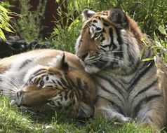 two Siberian tigers in wild nature