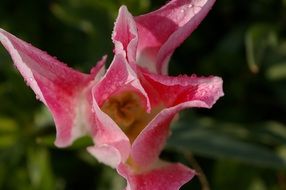 tulip with pink petals close up on blurred background