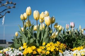 delightful beauty Yellow Tulips