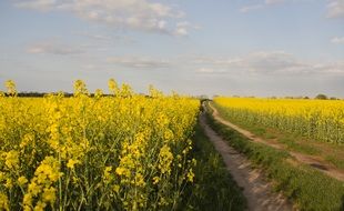 soil road through blooming Rapeseed Field