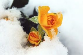 orange roses under snow