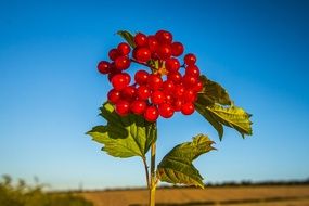 Natural Red berries close-up on blurred background