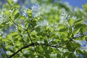 chionanthus virginicus, white fringetree close-up on blurred background