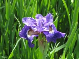 Iris, Purple Flower in front of green leaves