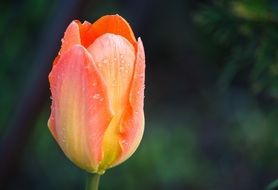 pink tulip bud on a blurry background