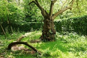 Gnarled tree Trunk in park