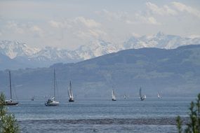 many sailboats on lake constance in the alps