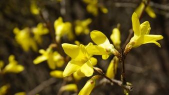 Forsythnia is a shrub from the olive family