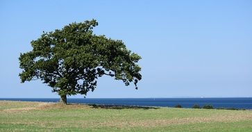 lonely tree landscape