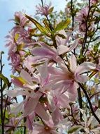 flowering bush in springtime