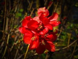 wild red flower