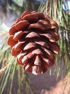 Close-up of the pine cone on the tree