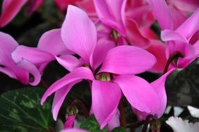 pink cyclamen is a spring flower