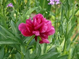 pink peony in tall green grass
