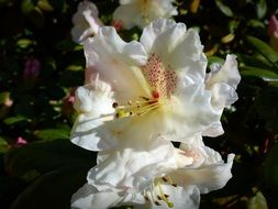 white rhododendron in spring