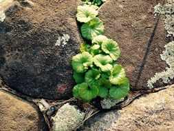 Green leaves on stones in the sunlight