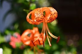 tiger orange lily with long stamens