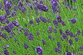 lavender field as a decoration of nature