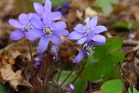 Hepatica is a spring plant