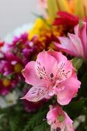 bouquet of colorful flowers close-up