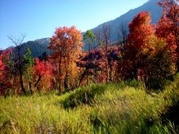 trees with yellow leaves in a natural park