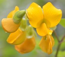 Closeup photo of Yellow Cuernecillo flowers
