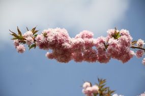 flowering plum branch against the spring sky