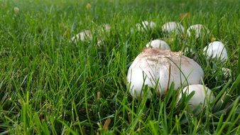Mushroom Nature Fungus