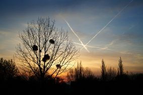 Silhouettes of forest trees at sunrise